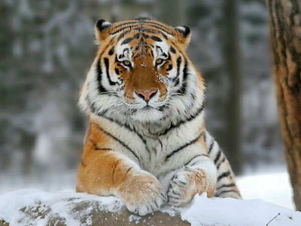  Тигр Устин вылетел в Ростов для знакомства с тигрицей Примой