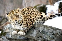Национальный парк "Земля леопарда"