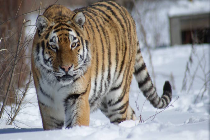  Тигрица Кассандра прибыла из Краснодарского края в Приморье ради уникального эксперимента